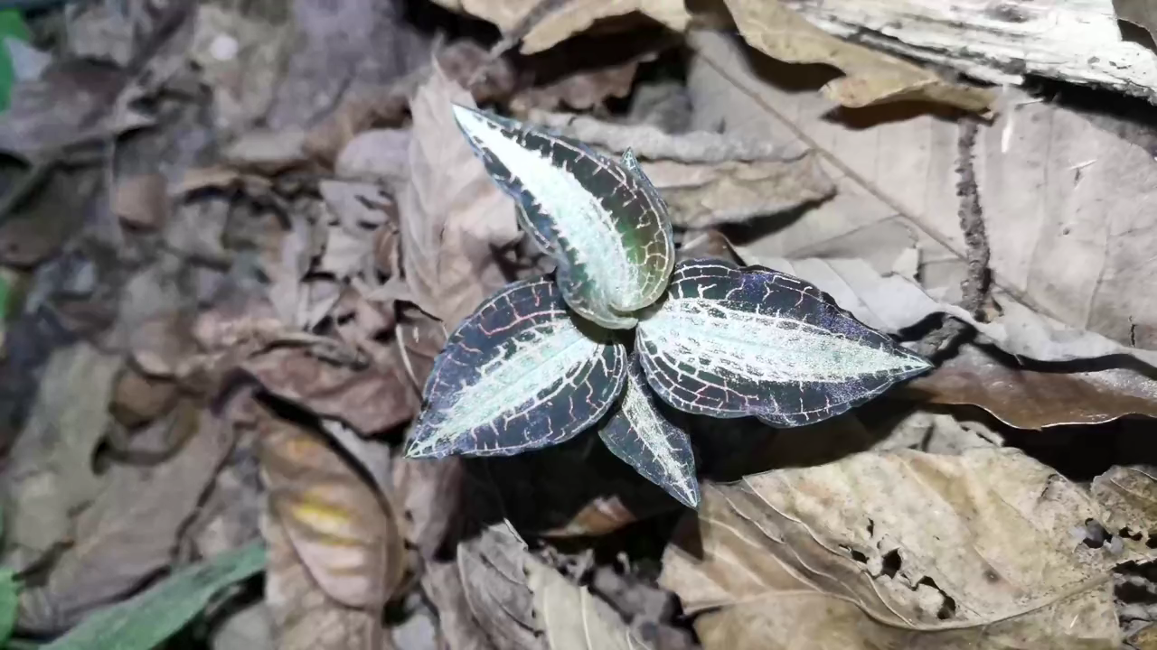 叶子上长着金丝的金线莲是国家二级保护植物看到请保护它
