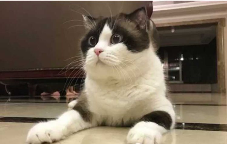 铲屎官跟猫咪说它怀孕了猫咪一直发愣不敢相信这是真的