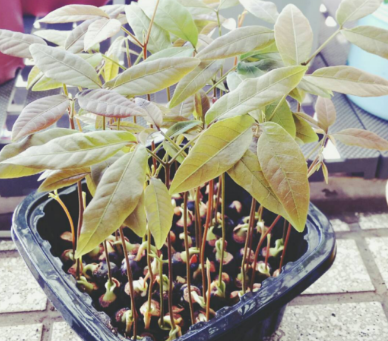 吃桂圆甭扔掉核拿来育苗2周生根发芽3年就能挂果