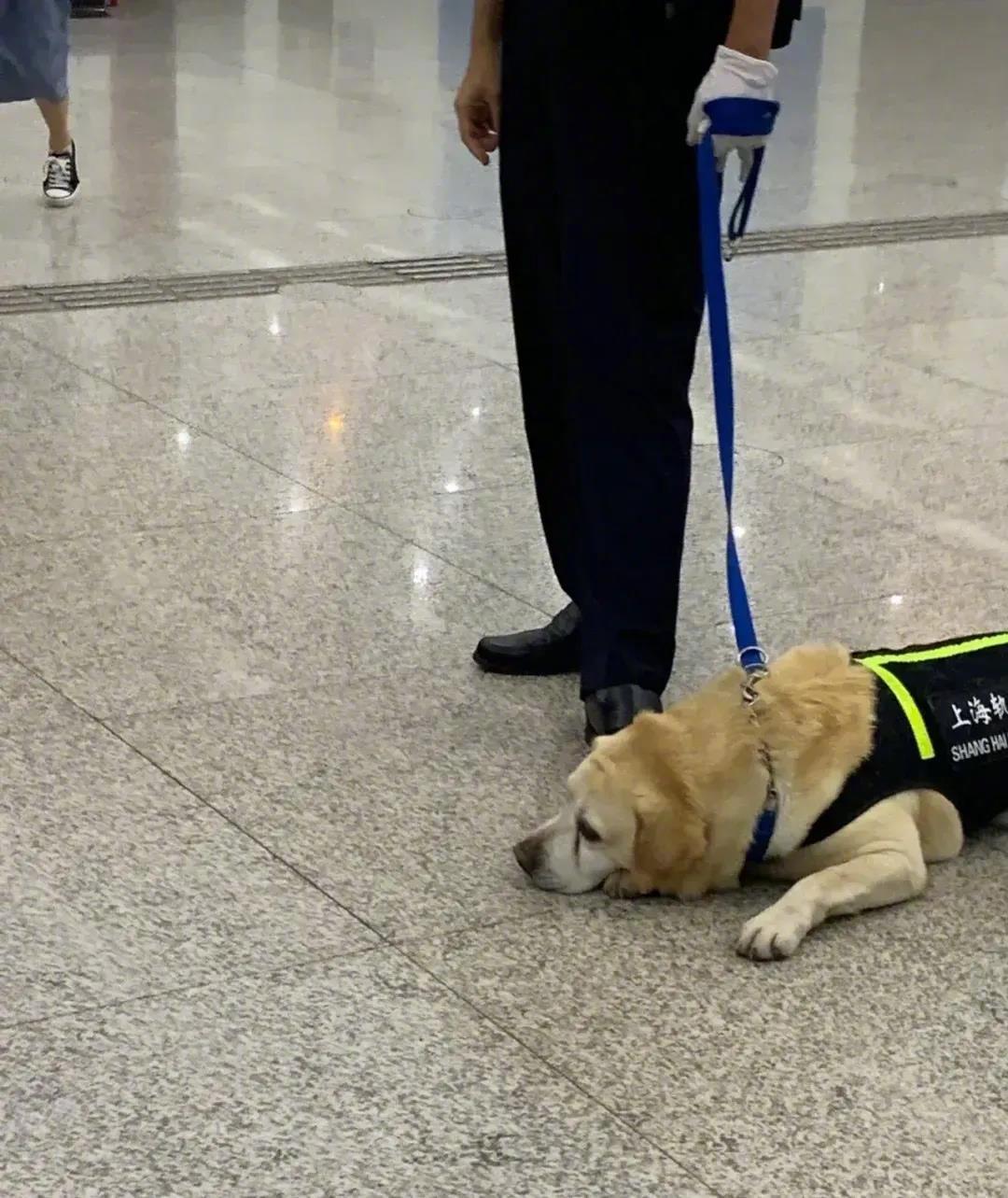 上海地铁网红警犬委屈巴巴的不想干活这还如何是好