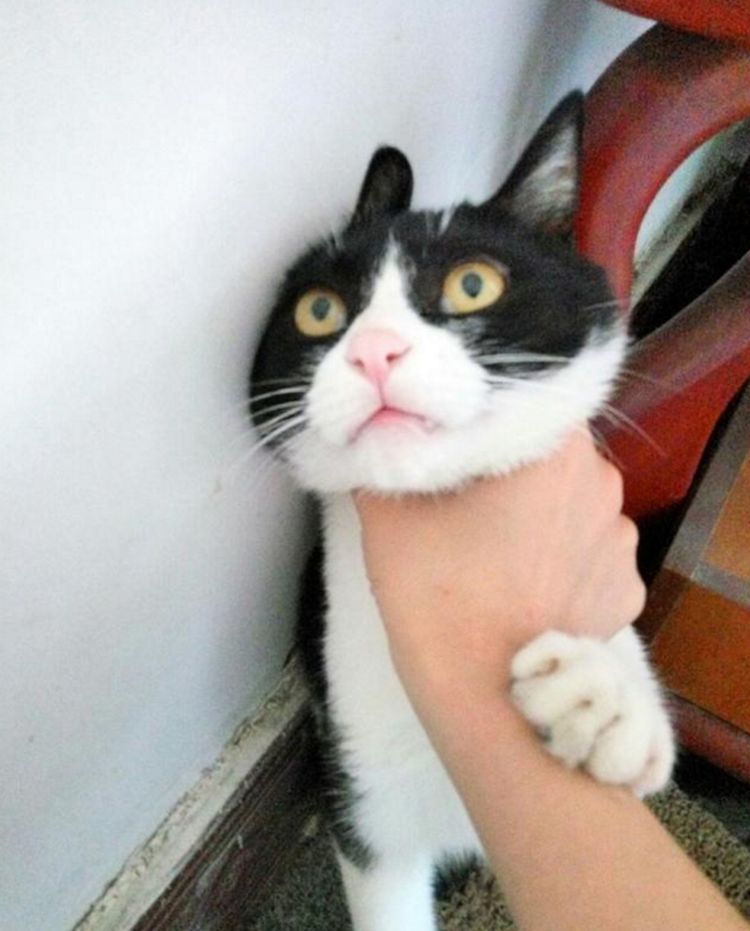 主人不在家猫咪称王称霸家里被搞的乱七八糟主人气得掐它脖子