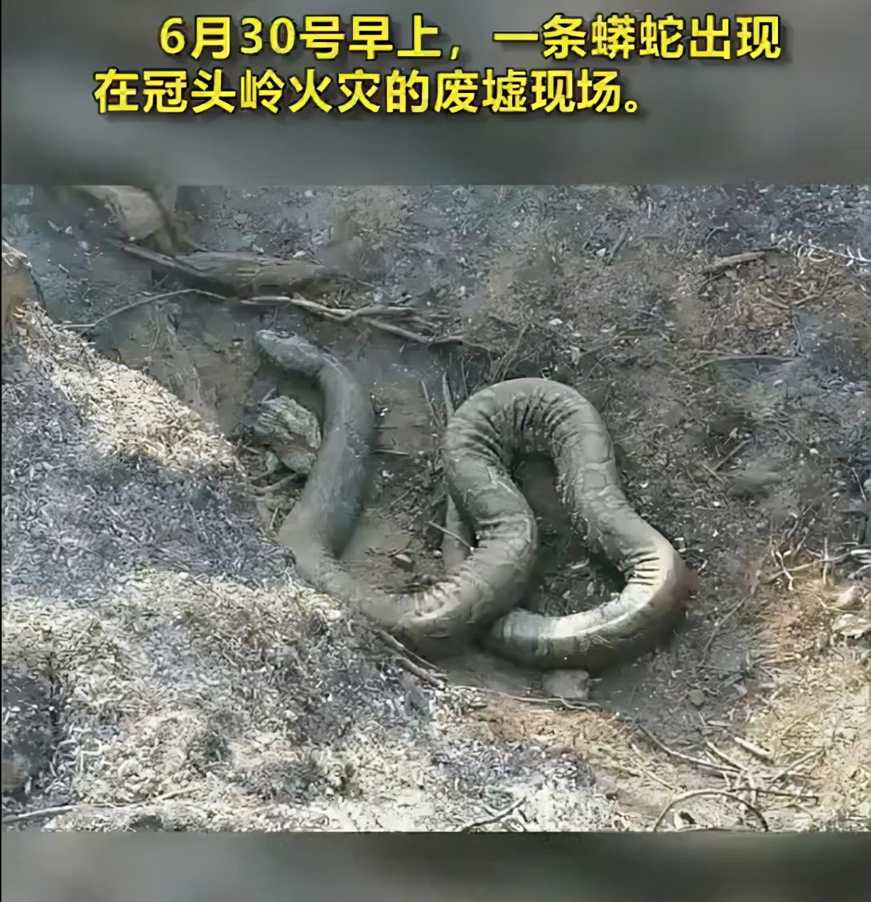 巨蟒为何不躲进洞里男子纵火烧毁6公顷山林60斤巨蟒丧生火海