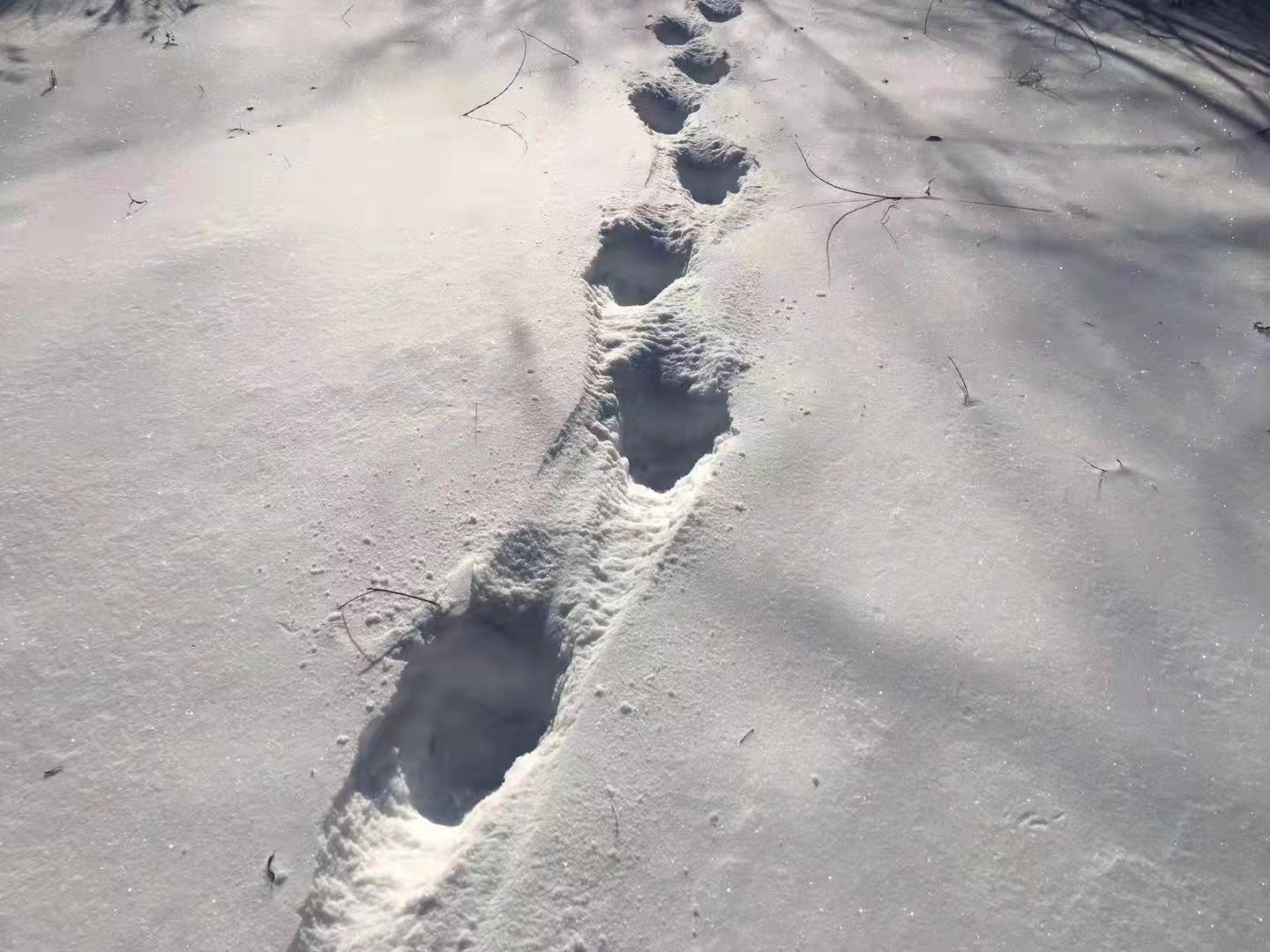 在林场胜利沟56林班处雪地上发现疑似东北虎足迹,巡护人员第一时间向