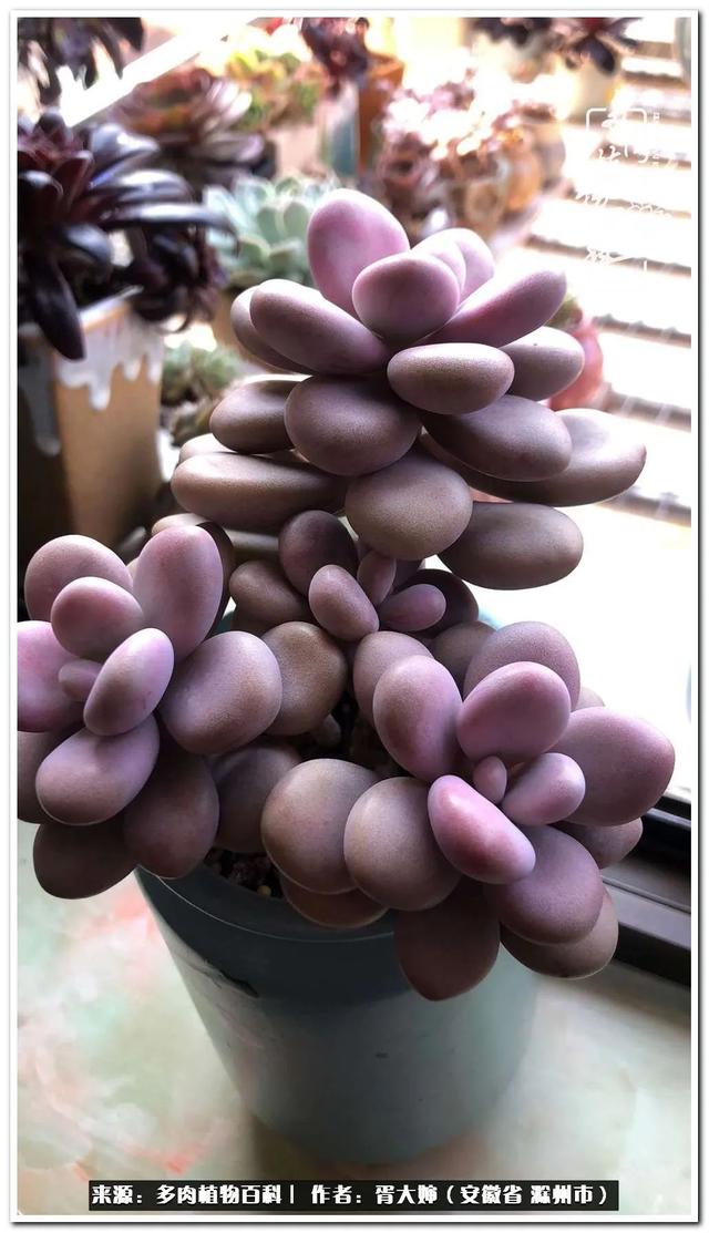 因多肉遇见满满的爱和美好，有多肉相伴，岁月生香休闲区蓝鸢梦想 - Www.slyday.coM