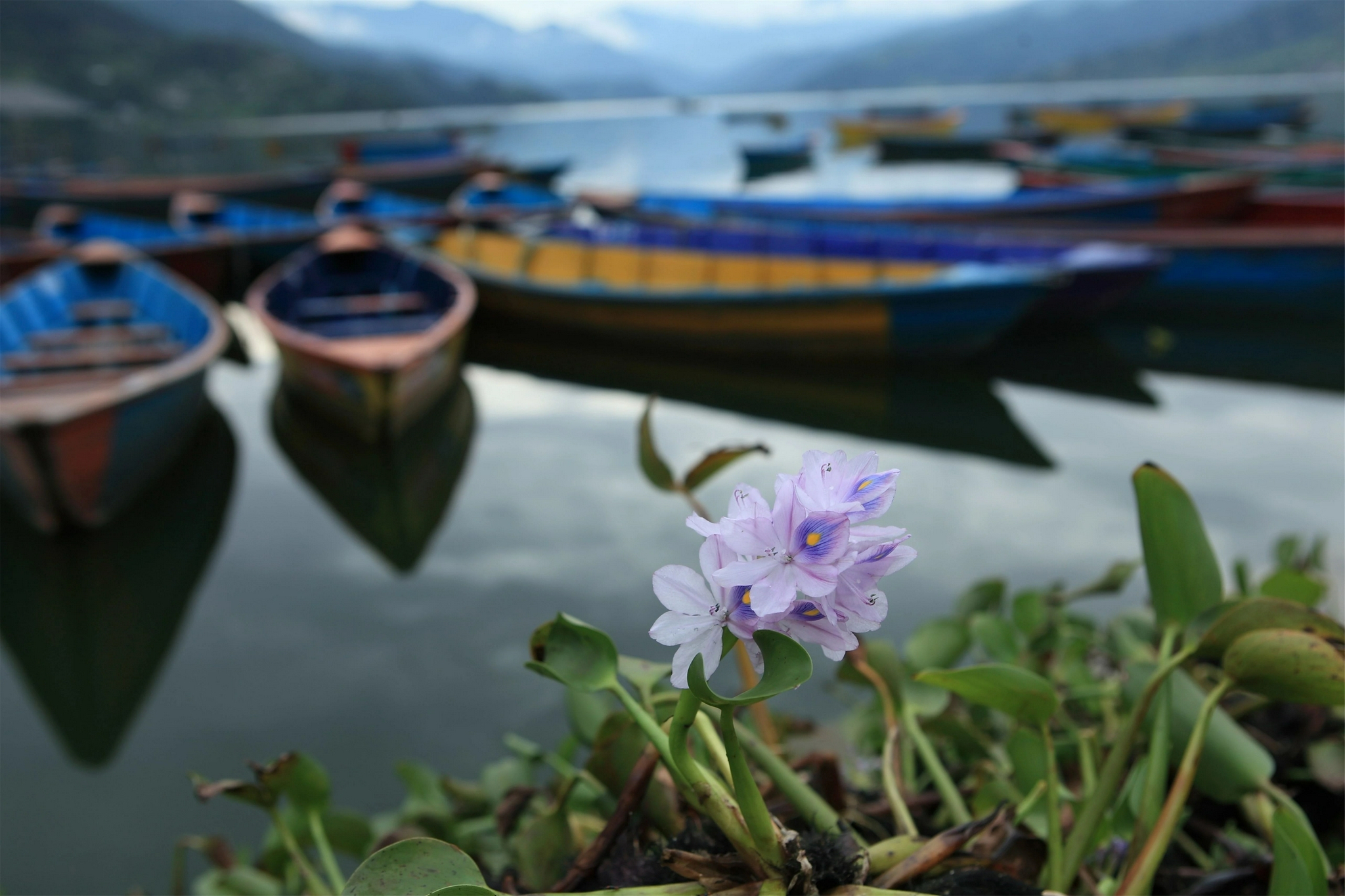自然休闲区蓝鸢梦想 - Www.slyday.coM