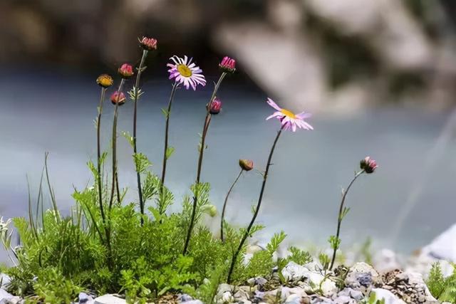 因多肉遇见满满的爱和美好，有多肉相伴，岁月生香休闲区蓝鸢梦想 - Www.slyday.coM