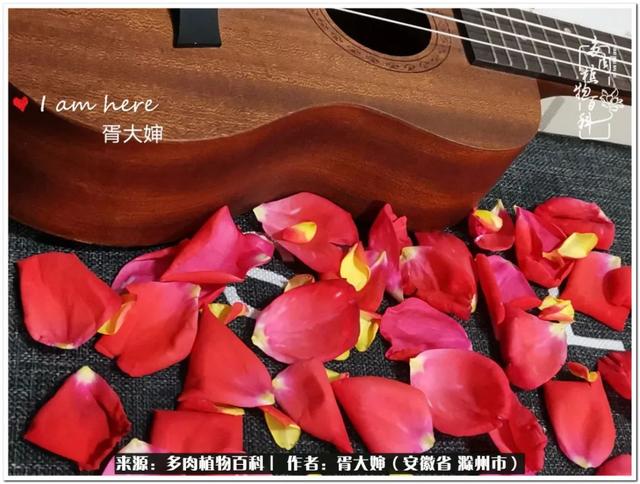 因多肉遇见满满的爱和美好，有多肉相伴，岁月生香休闲区蓝鸢梦想 - Www.slyday.coM