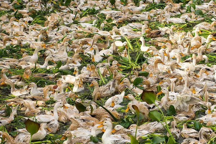 自然休闲区蓝鸢梦想 - Www.slyday.coM