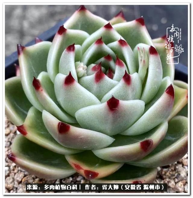 因多肉遇见满满的爱和美好，有多肉相伴，岁月生香休闲区蓝鸢梦想 - Www.slyday.coM