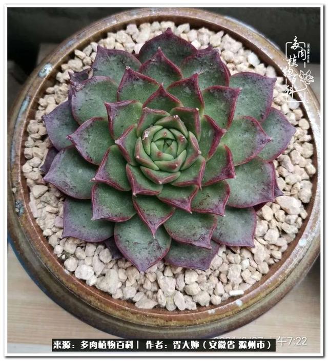 因多肉遇见满满的爱和美好，有多肉相伴，岁月生香休闲区蓝鸢梦想 - Www.slyday.coM