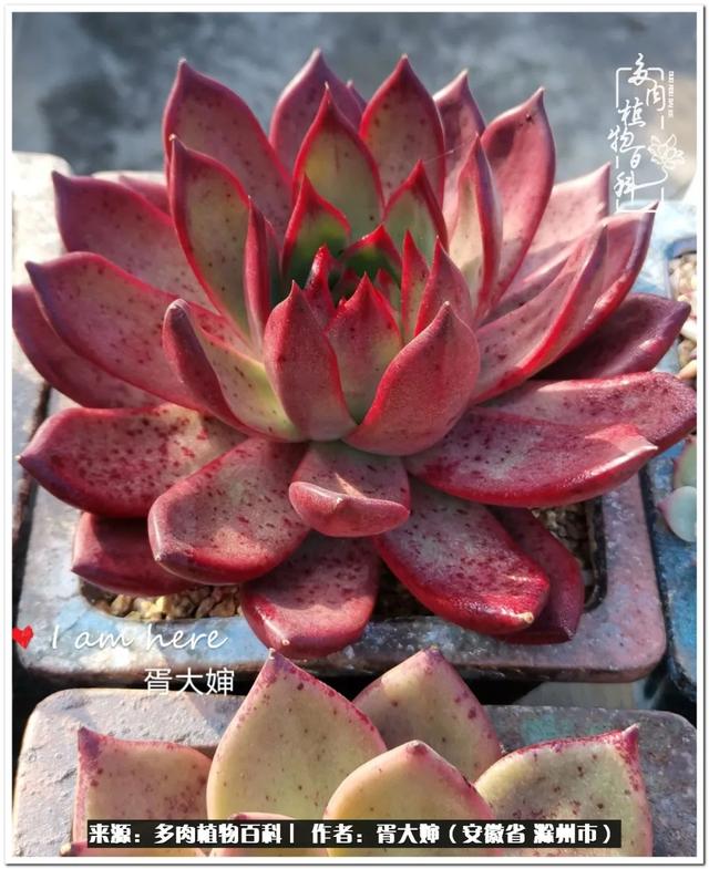因多肉遇见满满的爱和美好，有多肉相伴，岁月生香休闲区蓝鸢梦想 - Www.slyday.coM