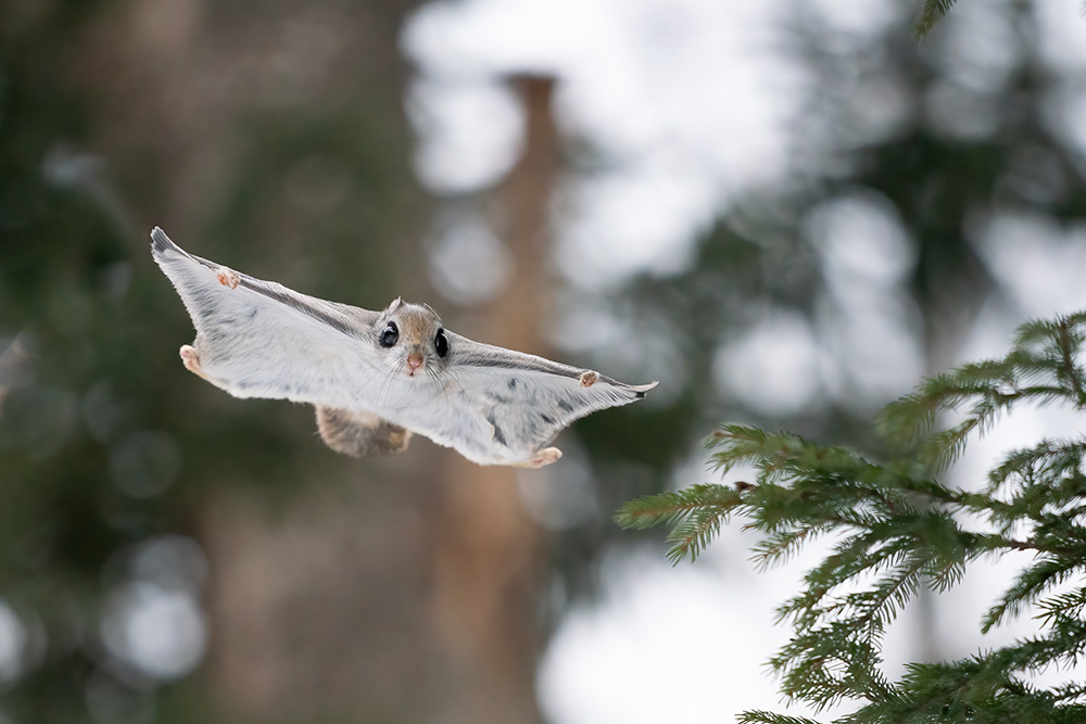 日本北海道,正在飞行的鼯鼠   takashi irie/视觉中国 图