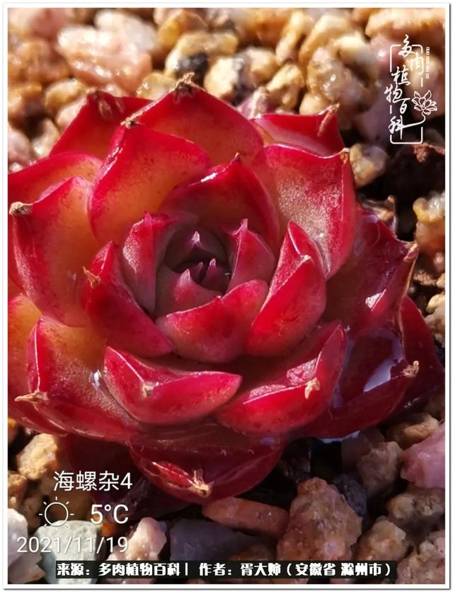 因多肉遇见满满的爱和美好，有多肉相伴，岁月生香休闲区蓝鸢梦想 - Www.slyday.coM