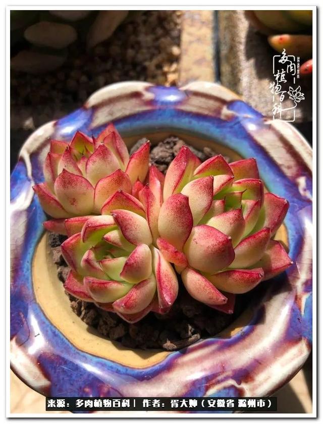 因多肉遇见满满的爱和美好，有多肉相伴，岁月生香休闲区蓝鸢梦想 - Www.slyday.coM