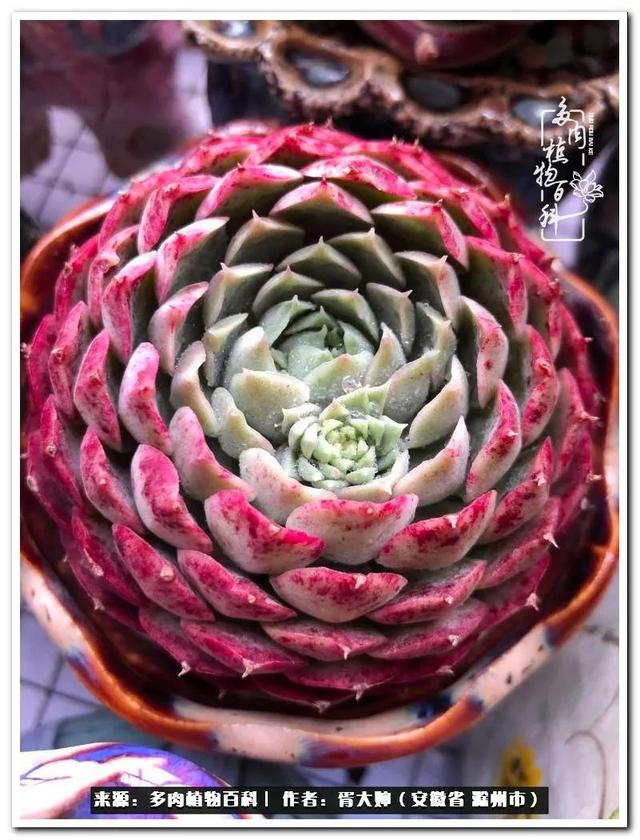 因多肉遇见满满的爱和美好，有多肉相伴，岁月生香休闲区蓝鸢梦想 - Www.slyday.coM