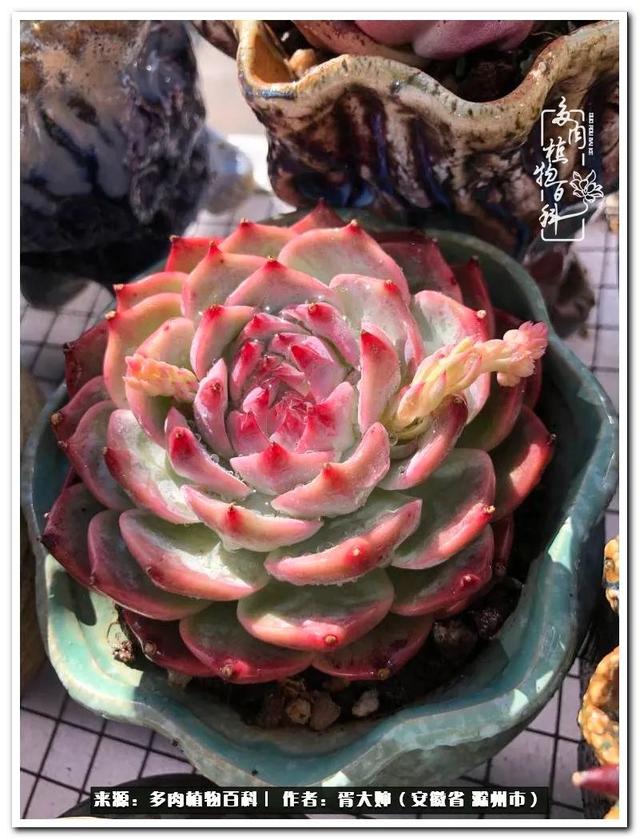 因多肉遇见满满的爱和美好，有多肉相伴，岁月生香休闲区蓝鸢梦想 - Www.slyday.coM