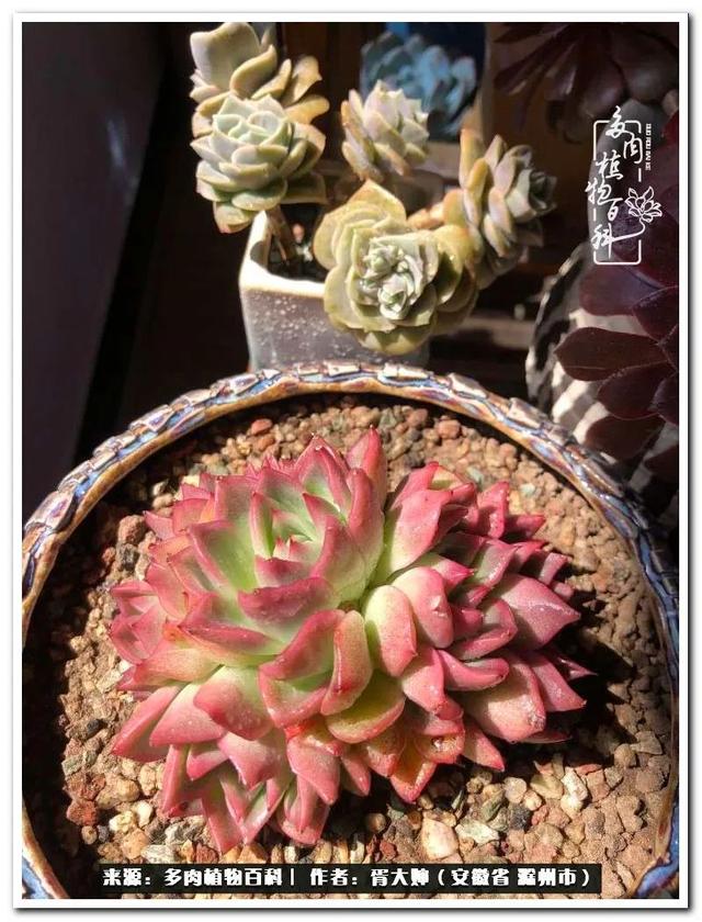 因多肉遇见满满的爱和美好，有多肉相伴，岁月生香休闲区蓝鸢梦想 - Www.slyday.coM
