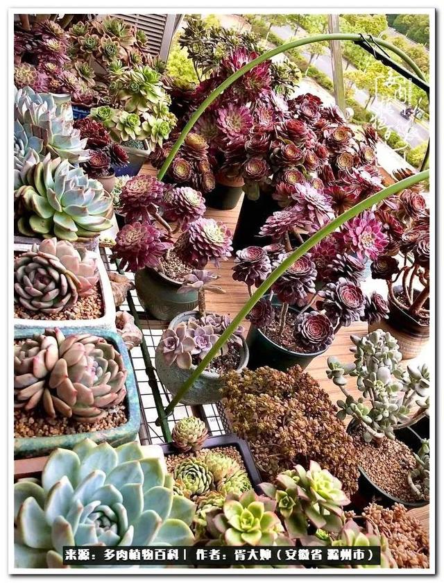 因多肉遇见满满的爱和美好，有多肉相伴，岁月生香休闲区蓝鸢梦想 - Www.slyday.coM