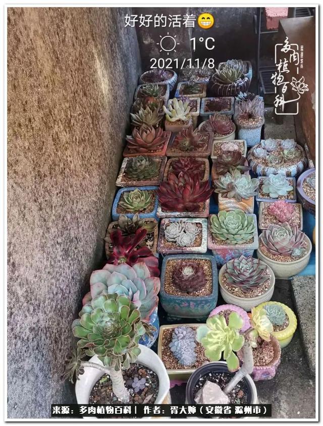 因多肉遇见满满的爱和美好，有多肉相伴，岁月生香休闲区蓝鸢梦想 - Www.slyday.coM