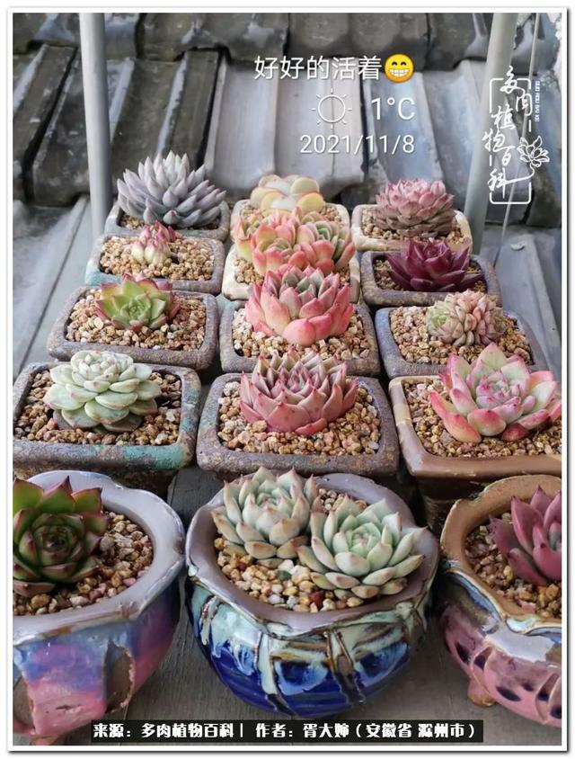 因多肉遇见满满的爱和美好，有多肉相伴，岁月生香休闲区蓝鸢梦想 - Www.slyday.coM