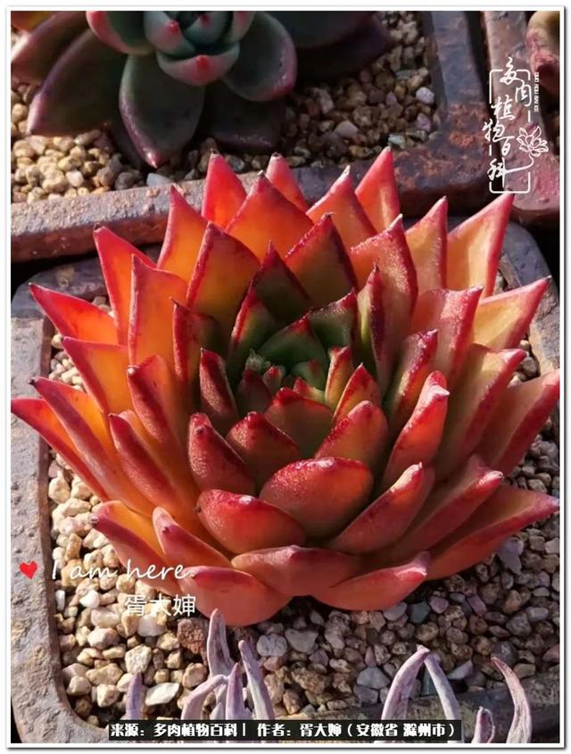 因多肉遇见满满的爱和美好，有多肉相伴，岁月生香休闲区蓝鸢梦想 - Www.slyday.coM