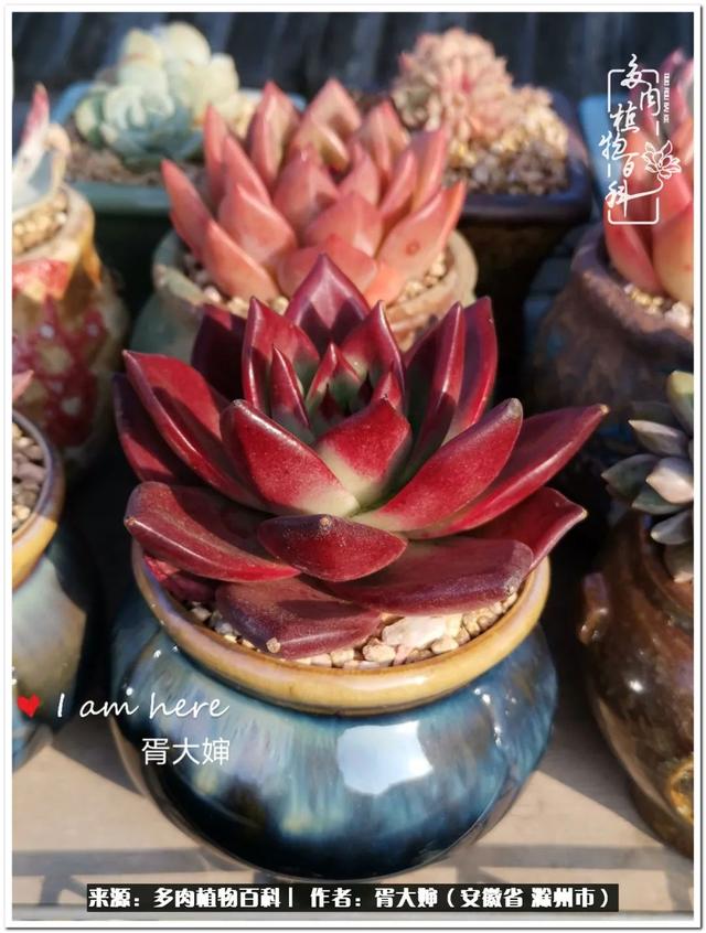 因多肉遇见满满的爱和美好，有多肉相伴，岁月生香休闲区蓝鸢梦想 - Www.slyday.coM