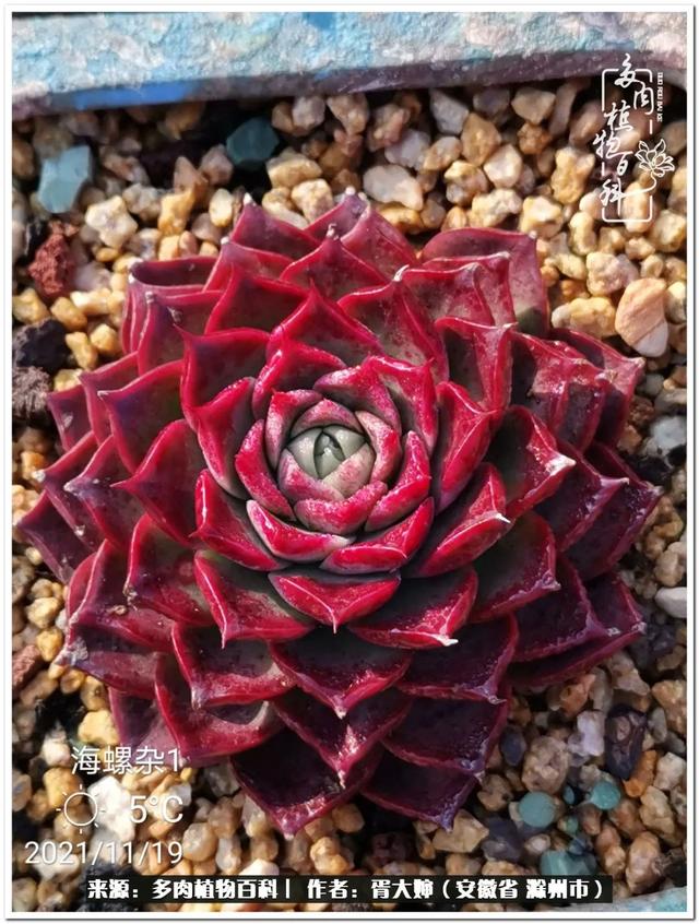 因多肉遇见满满的爱和美好，有多肉相伴，岁月生香休闲区蓝鸢梦想 - Www.slyday.coM