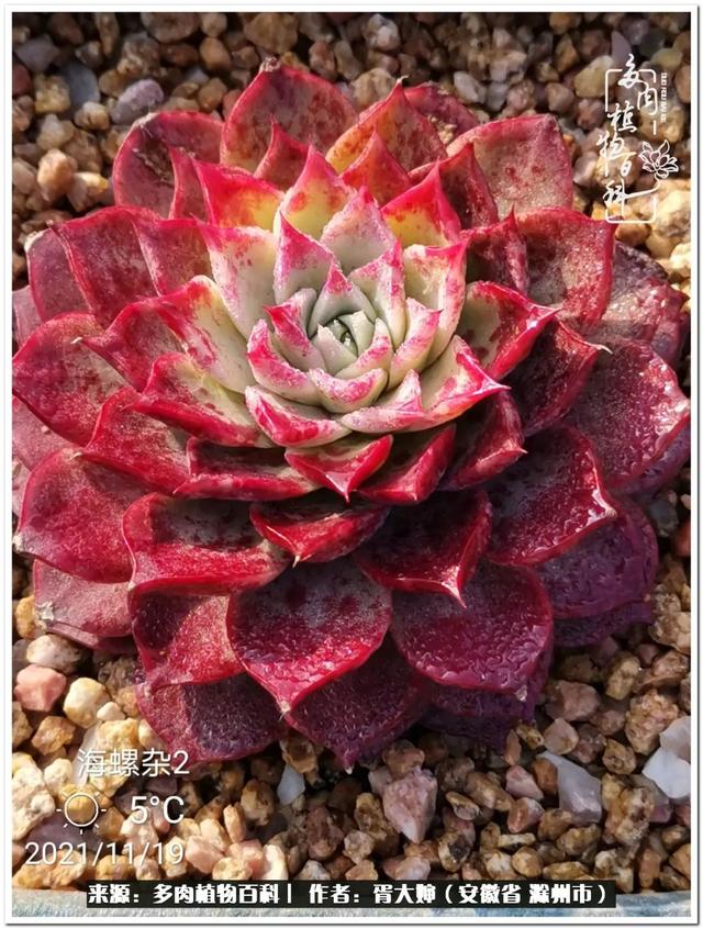 因多肉遇见满满的爱和美好，有多肉相伴，岁月生香休闲区蓝鸢梦想 - Www.slyday.coM