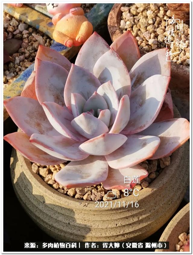 因多肉遇见满满的爱和美好，有多肉相伴，岁月生香休闲区蓝鸢梦想 - Www.slyday.coM