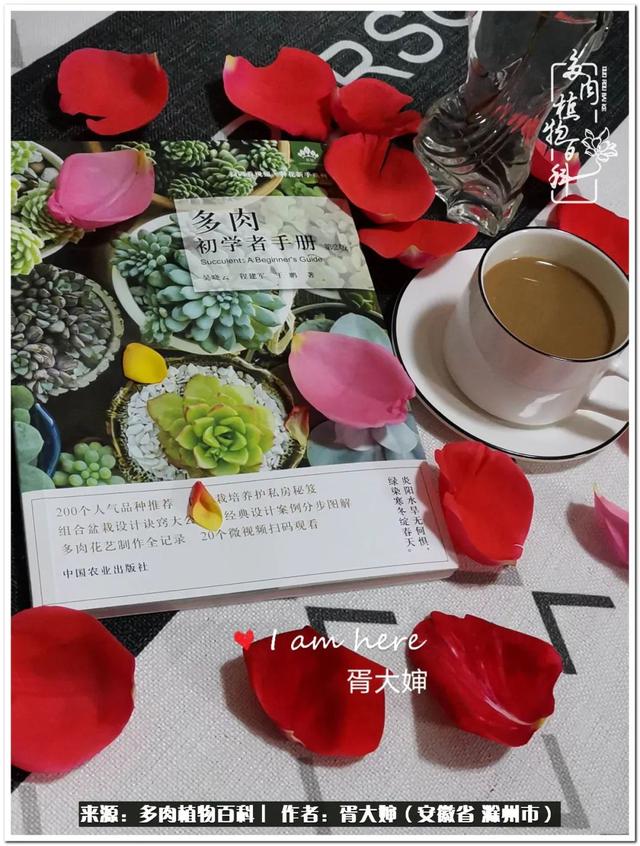 因多肉遇见满满的爱和美好，有多肉相伴，岁月生香休闲区蓝鸢梦想 - Www.slyday.coM