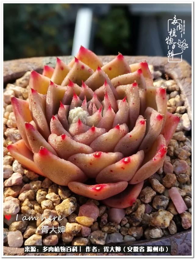 因多肉遇见满满的爱和美好，有多肉相伴，岁月生香休闲区蓝鸢梦想 - Www.slyday.coM