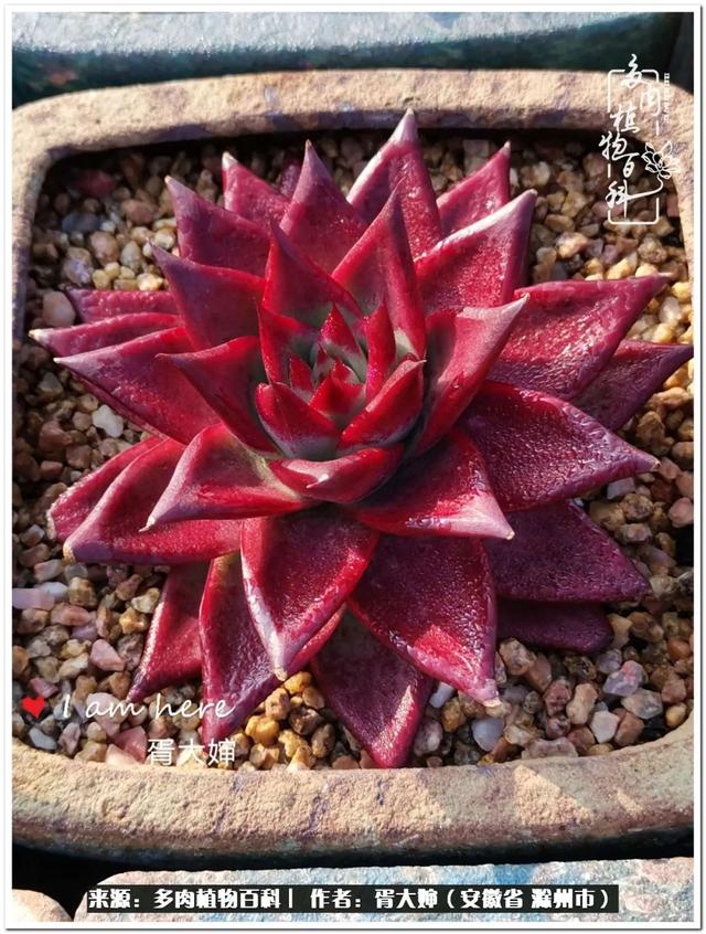 因多肉遇见满满的爱和美好，有多肉相伴，岁月生香休闲区蓝鸢梦想 - Www.slyday.coM