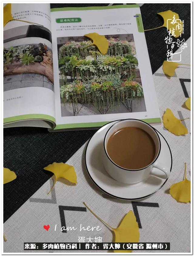 因多肉遇见满满的爱和美好，有多肉相伴，岁月生香休闲区蓝鸢梦想 - Www.slyday.coM