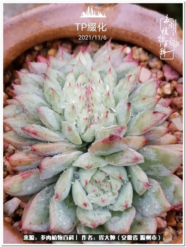 因多肉遇见满满的爱和美好，有多肉相伴，岁月生香休闲区蓝鸢梦想 - Www.slyday.coM