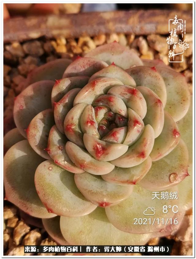 因多肉遇见满满的爱和美好，有多肉相伴，岁月生香休闲区蓝鸢梦想 - Www.slyday.coM