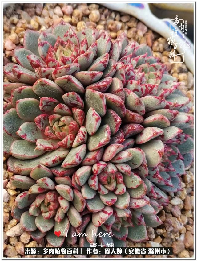 因多肉遇见满满的爱和美好，有多肉相伴，岁月生香休闲区蓝鸢梦想 - Www.slyday.coM