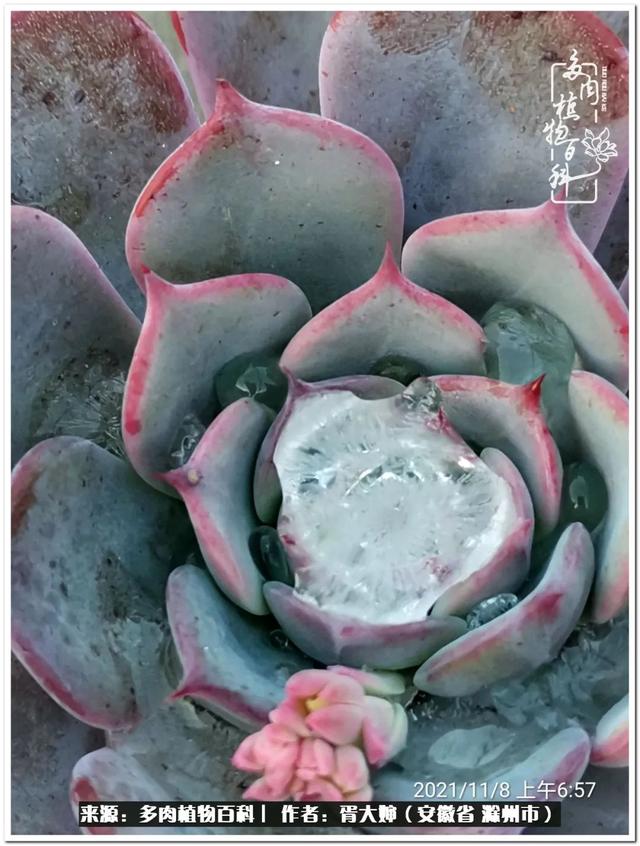 因多肉遇见满满的爱和美好，有多肉相伴，岁月生香休闲区蓝鸢梦想 - Www.slyday.coM