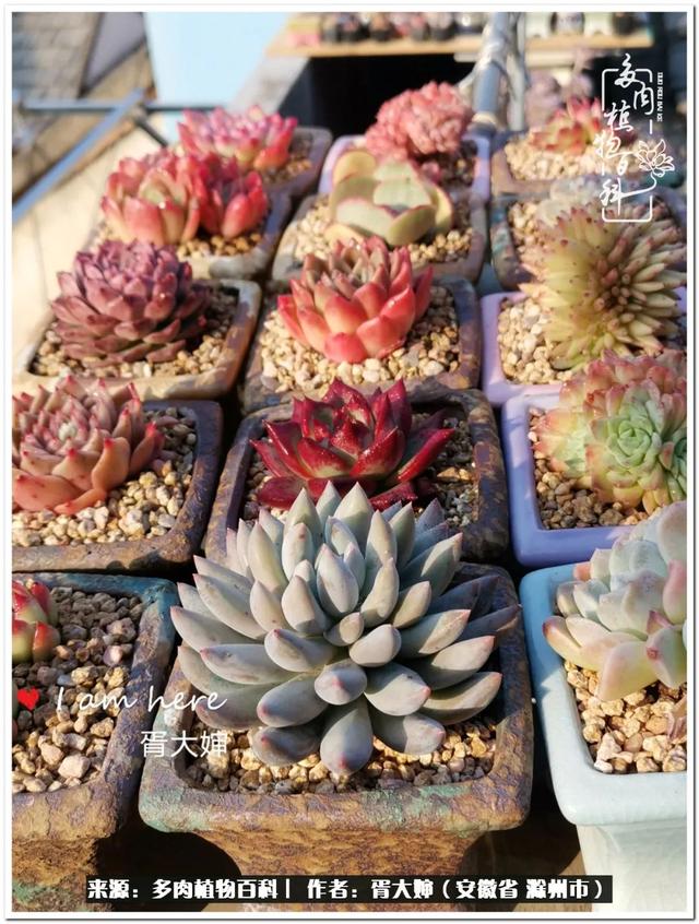 因多肉遇见满满的爱和美好，有多肉相伴，岁月生香休闲区蓝鸢梦想 - Www.slyday.coM