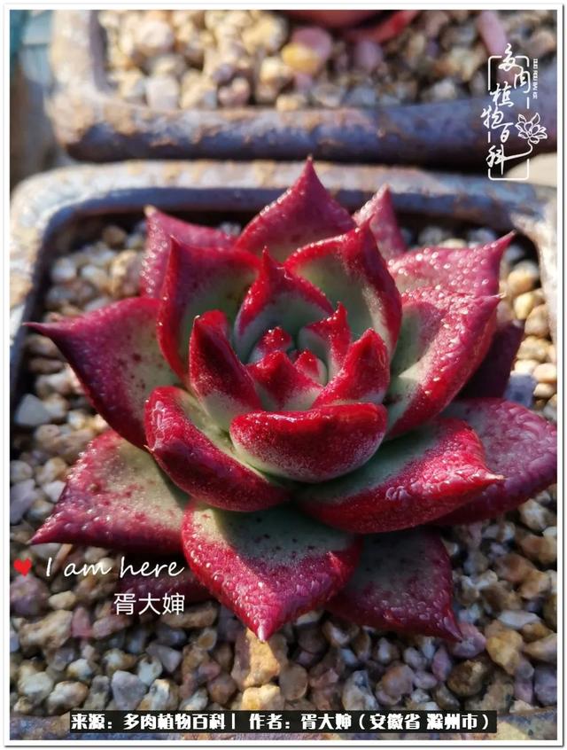 因多肉遇见满满的爱和美好，有多肉相伴，岁月生香休闲区蓝鸢梦想 - Www.slyday.coM