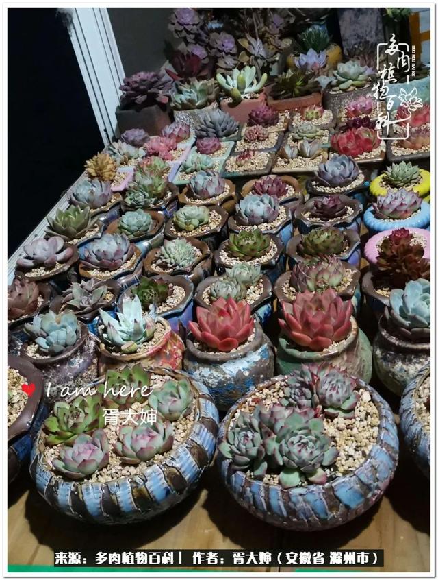 因多肉遇见满满的爱和美好，有多肉相伴，岁月生香休闲区蓝鸢梦想 - Www.slyday.coM