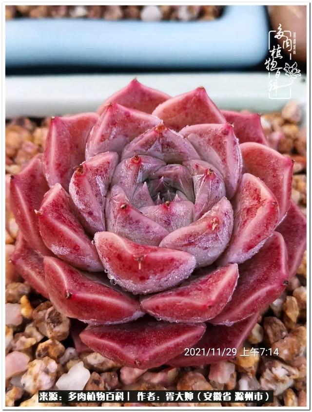 因多肉遇见满满的爱和美好，有多肉相伴，岁月生香休闲区蓝鸢梦想 - Www.slyday.coM