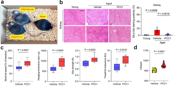 图：PCC1间歇性给药治疗可清除老年小鼠体内衰老细胞、缓解毛发灰白粗糙等衰老表型，最终增强机体各项生理机能并延长总体寿命。