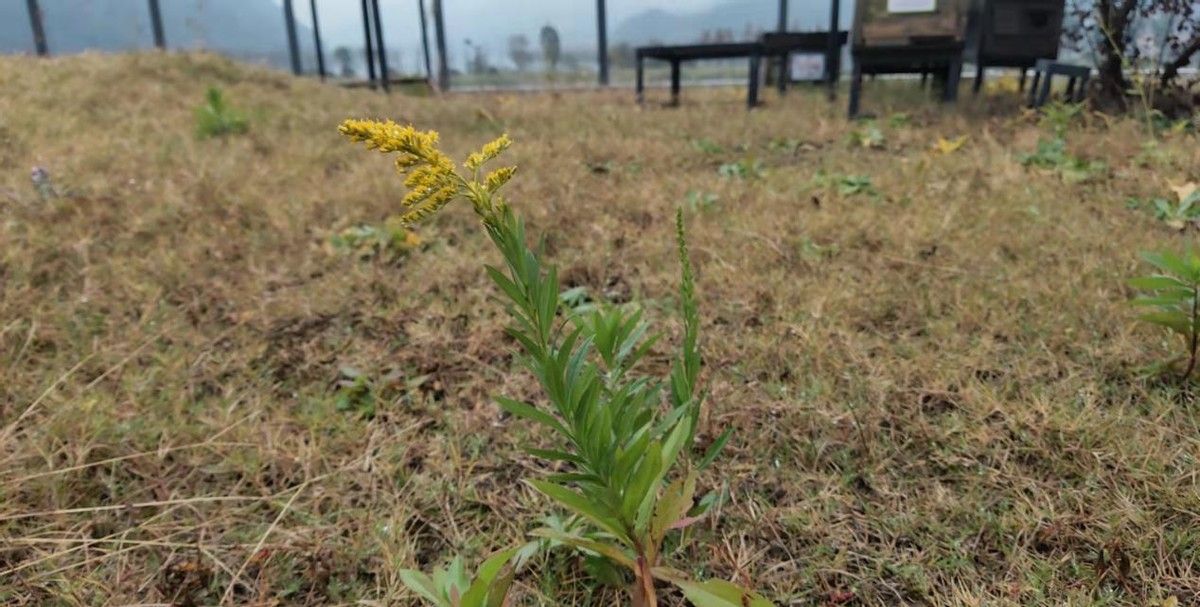 但是開花的時候,兩者區別還是挺大的,本土的一枝黃花,是真的就