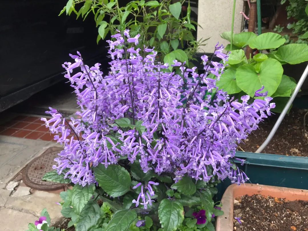 特丽莎香茶菜在窗台也能开花灿烂,对光照需求不多,花量"感人"|香茶菜