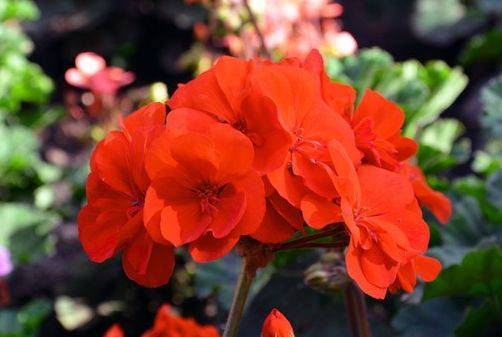 最勤花的5种天竺葵品种堪称开花机器一年四季开花不断