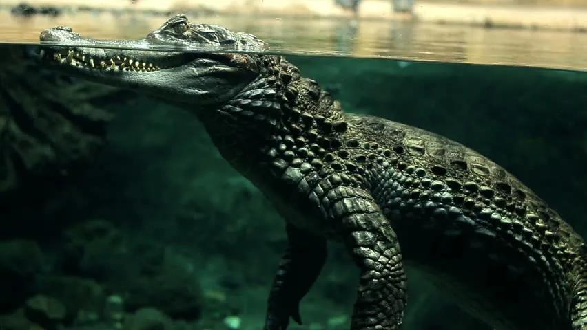 玩漂流附赠鳄鱼口惊险求生体验，18岁少女差点被咬断腿休闲区蓝鸢梦想 - Www.slyday.coM