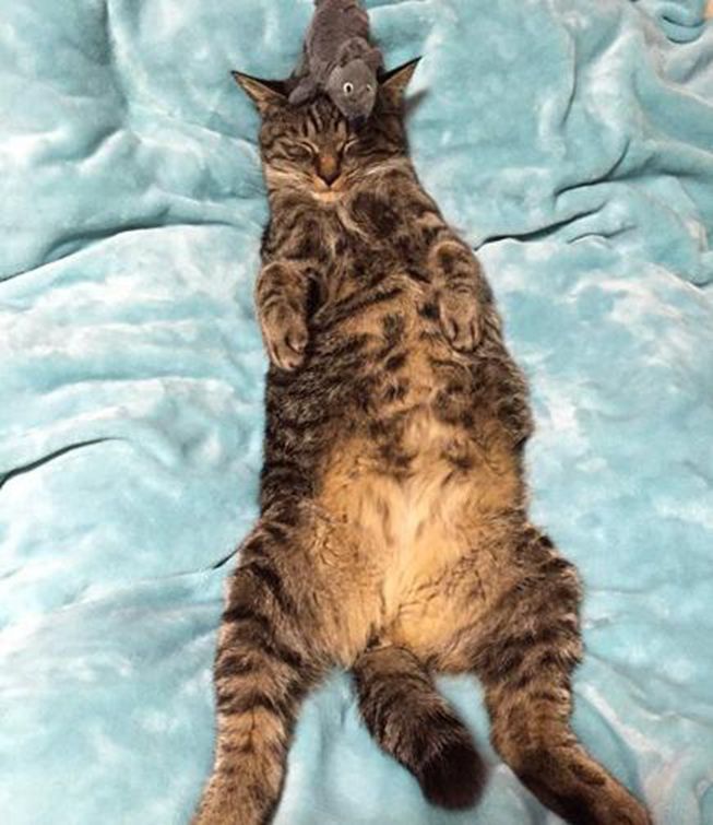 猫咪躺床上呼呼大睡，主人这样捉弄猫咪，猫咪醒来后一脸无奈休闲区蓝鸢梦想 - Www.slyday.coM