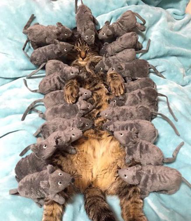 猫咪躺床上呼呼大睡，主人这样捉弄猫咪，猫咪醒来后一脸无奈休闲区蓝鸢梦想 - Www.slyday.coM