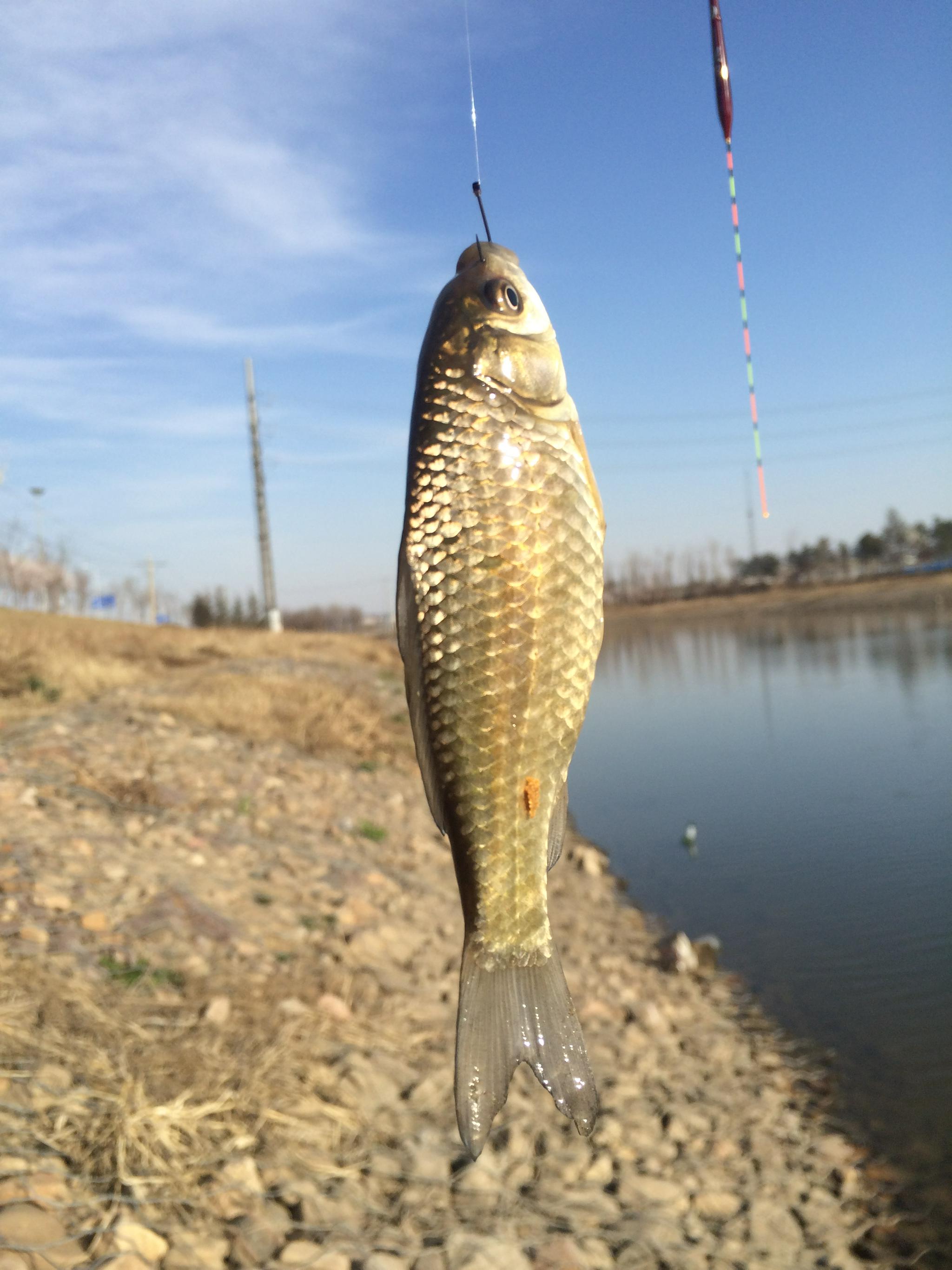 只要能够感知到鱼咬钩的信号,我们就完全可以摆脱对钓具的依赖|鲇鱼