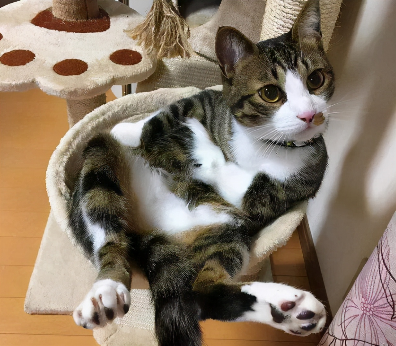 猫咪揣手手其实是想跟你说这几句话